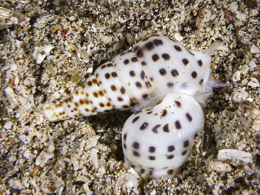 Longchaeus acus